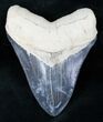 Gorgeous Bone Valley Megalodon Tooth #12184-1